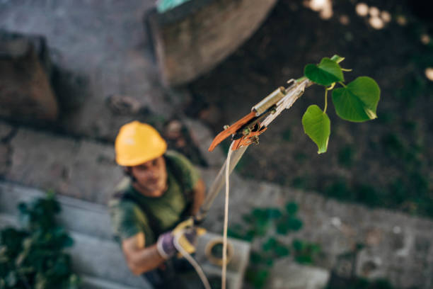 Best Tree Removal Near Me  in Palm Beach, FL